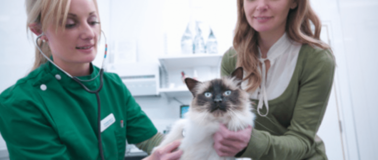 chat chez le vétérinaire